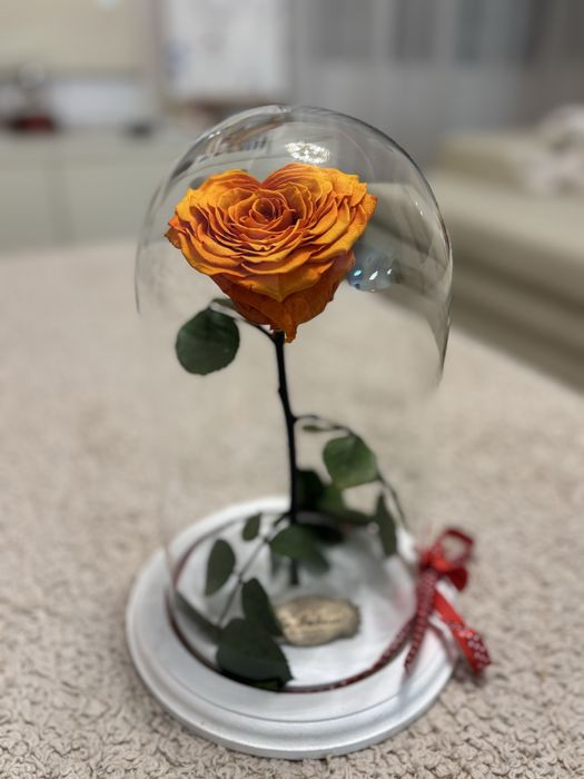 Trandafir criogent protocaliu