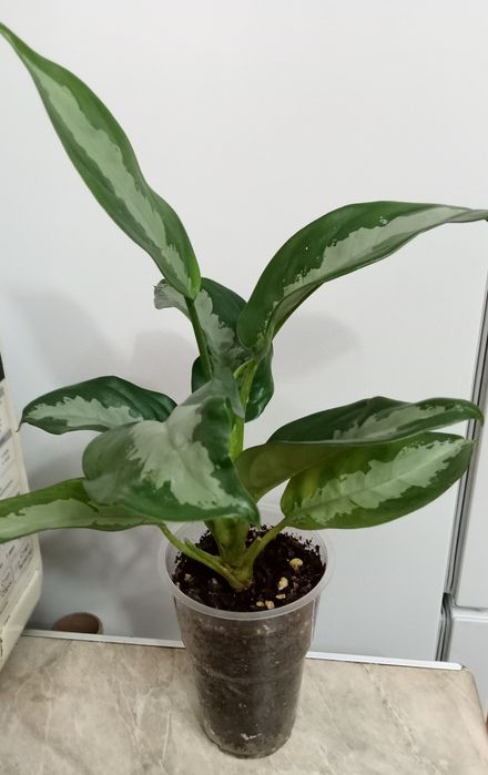 Продам комнатные цветы