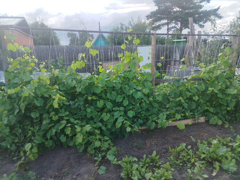 Дача, продам, пять соток