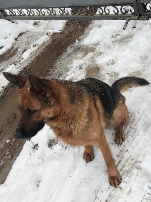 Немецкая овчарка 1.5годика