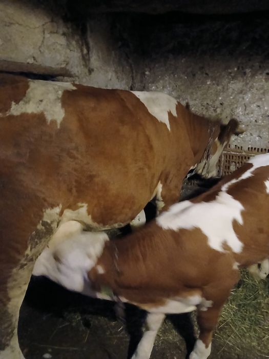 Vând juninca la prima fatare
