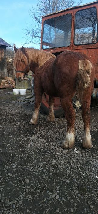 Vând manz de 1 an si 7 luni