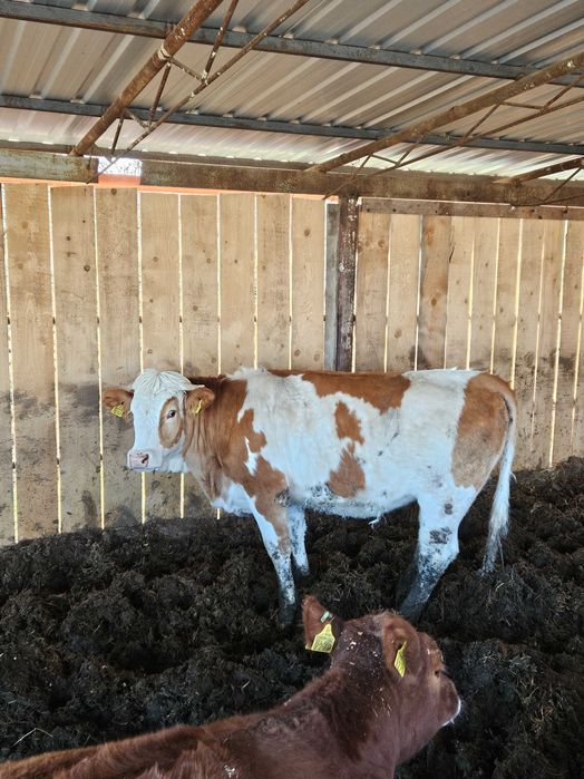 2 juninci de vanzare