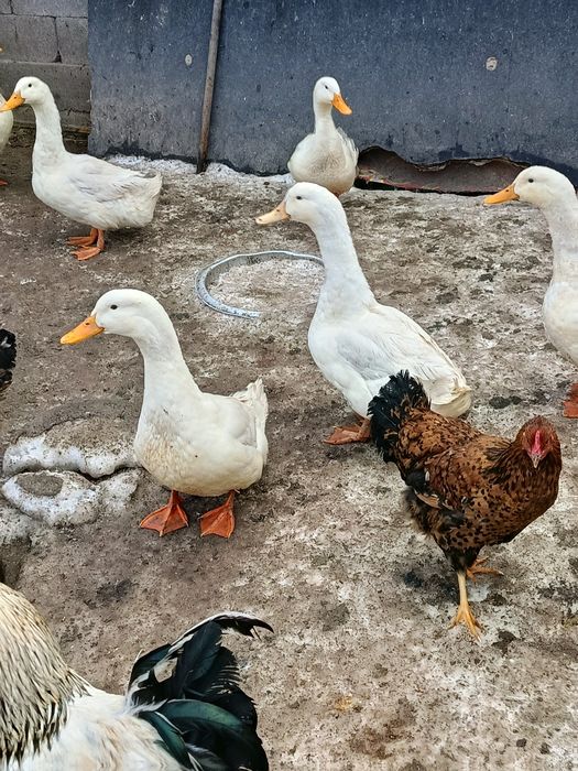 Продажа Пекин селезней