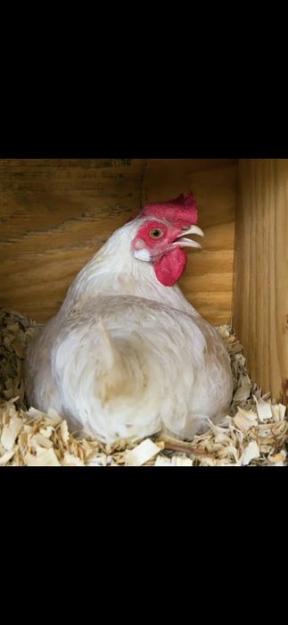 Тухимни  сифатлиги