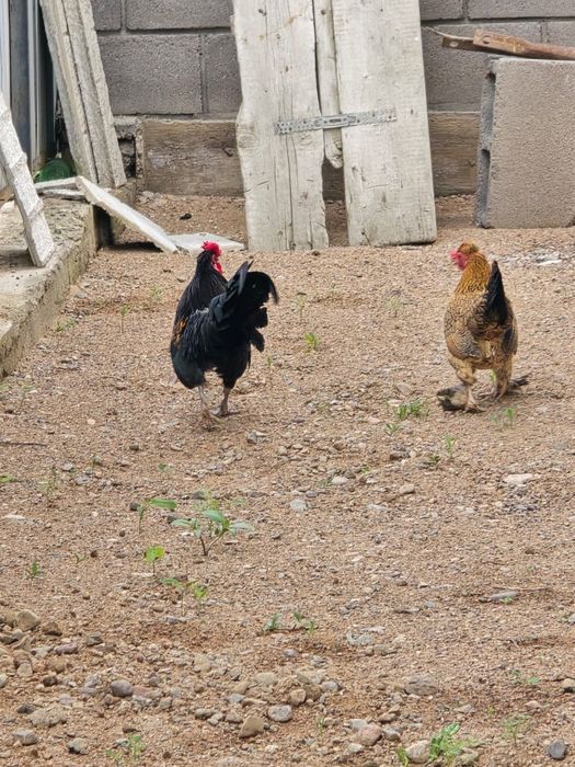 Куры японские декоративные