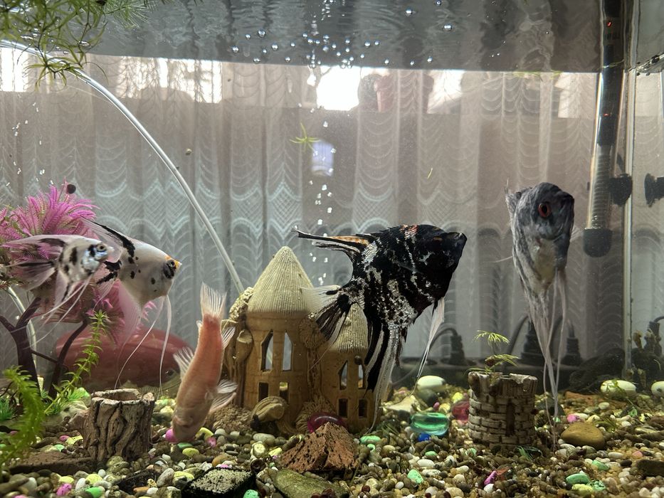 Продам аквариумных рыб