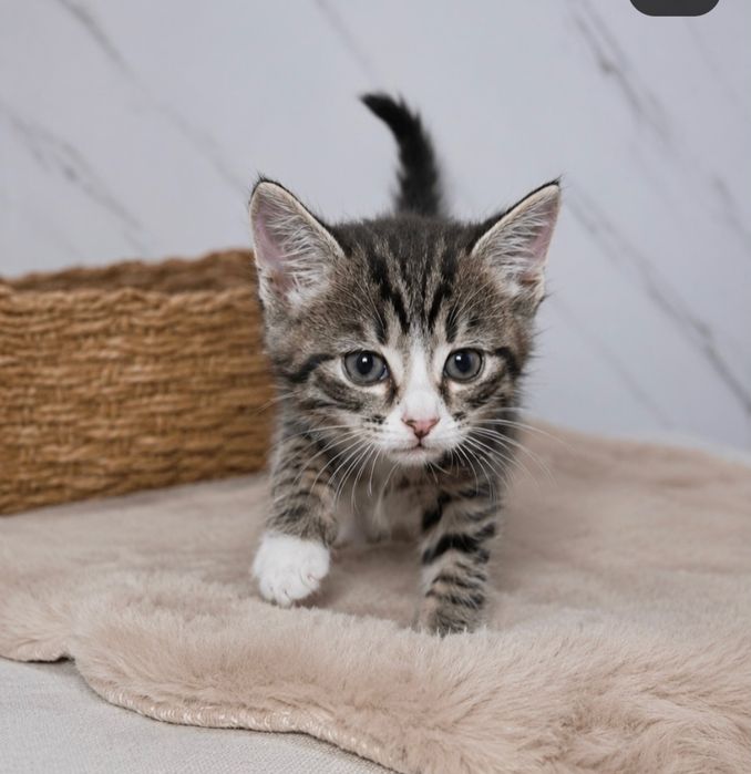 Котята с документами ищут дом