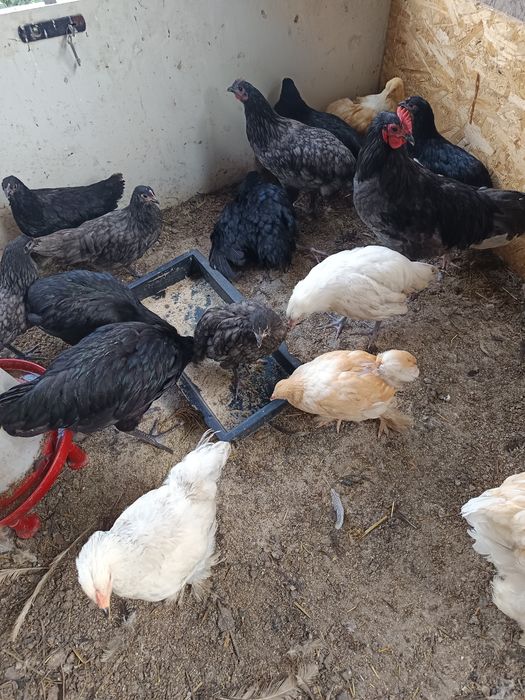 Pui de austrolorp, brahma și rata mută