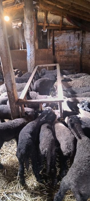 Miei de vânzare pentru Paște