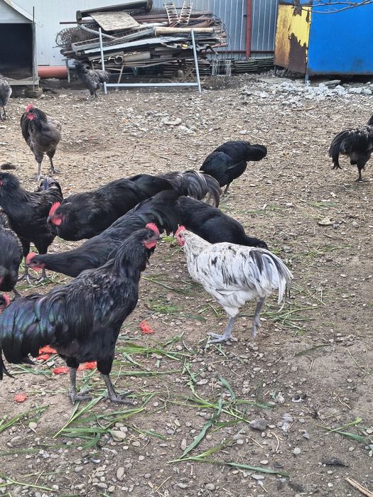 Cocoși din rasa Australorp