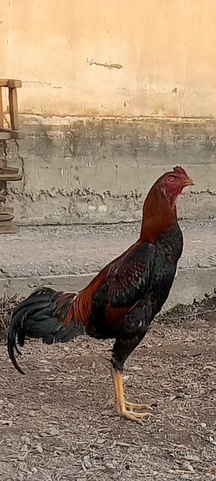 Хурозлар сотилади