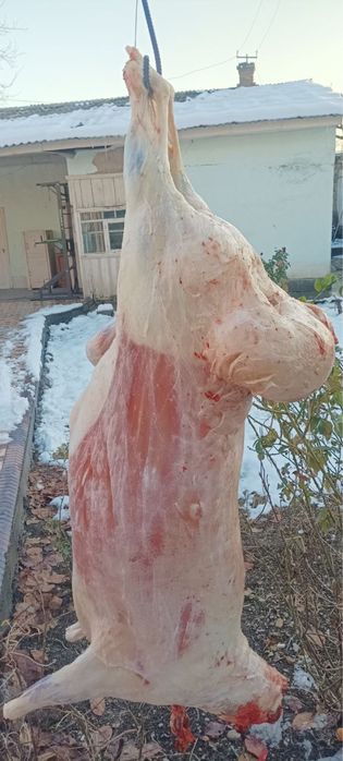 Halol boqilgan qochqorlar Aqiqa Qurbonlik va boshqa Marosimlar uchun