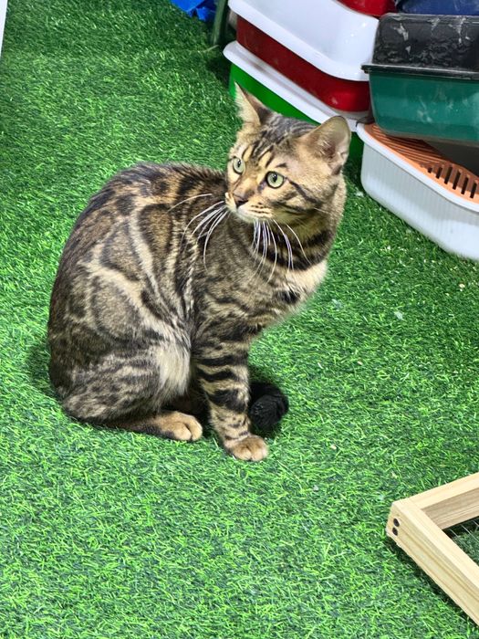 Бенгал королевский мушук сотувда