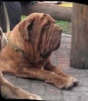 Щенки мастино наполетано