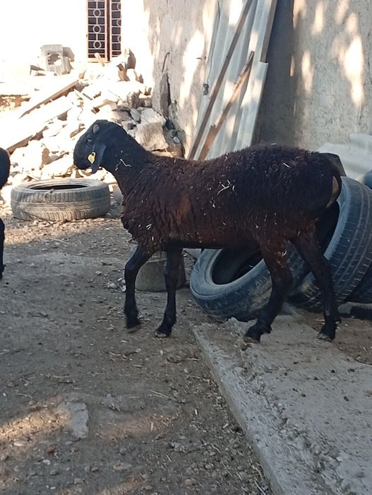 Мясо баранина молодой