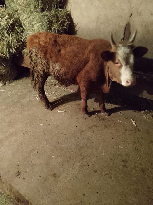 Продам      быка