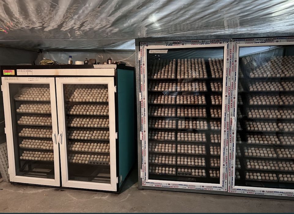 Суточный цыплята бройлера