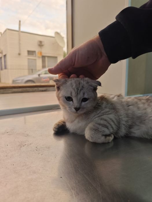 Котенок 5 мес. В добрые руки