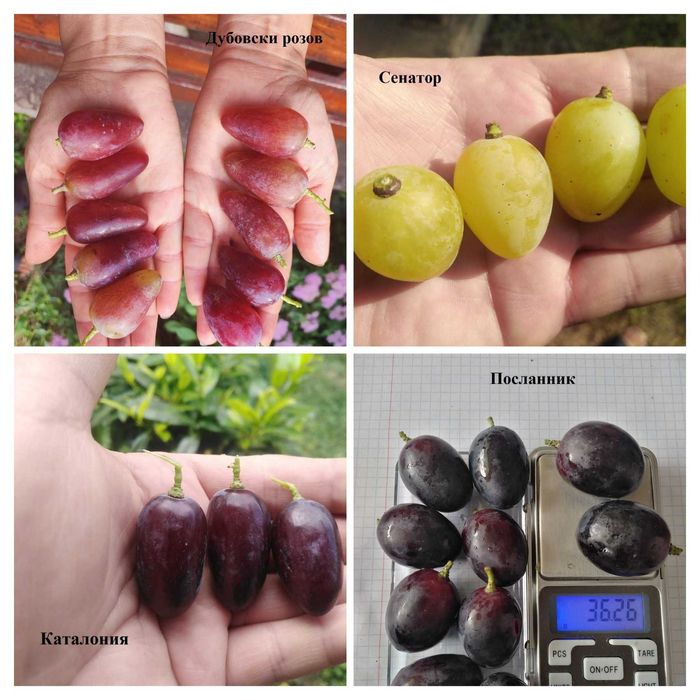 Резници от десертни сортове грозде безсеменни лозе лозарство