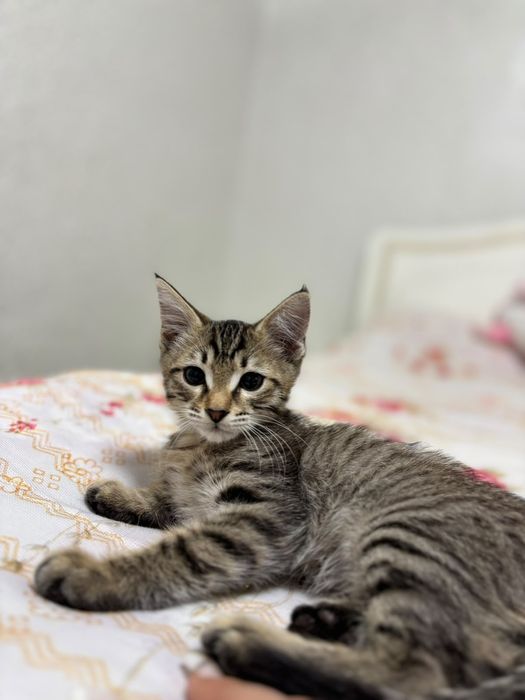 Отдам бесплатно котенка в хорошие руки