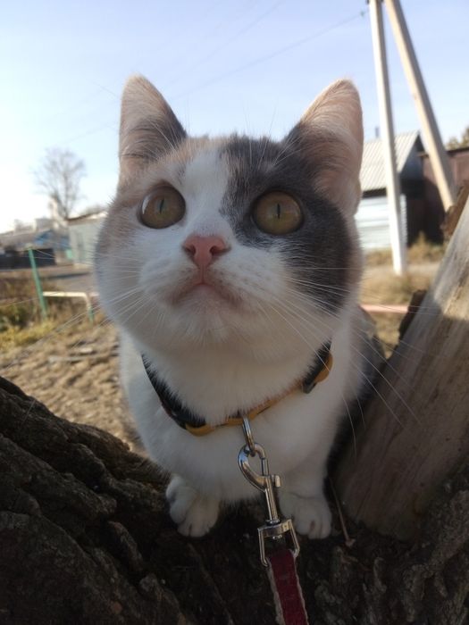 Ласковая кошка ищет новый дом