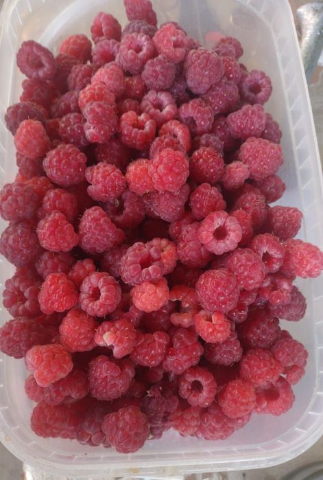 Продам саженцы малины ремонтантная