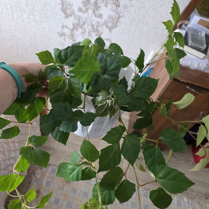 Комнатные цветы разные