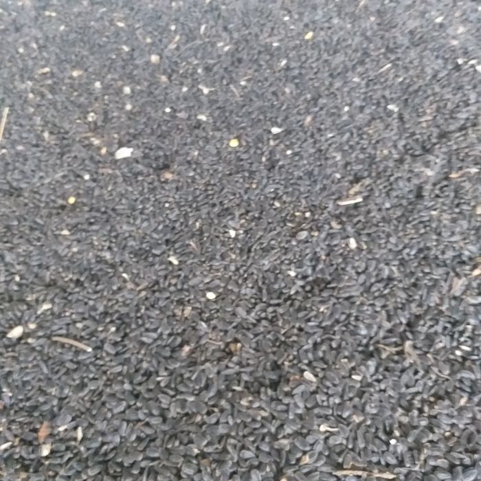 ,Floarea soarelui,porumb grâu.