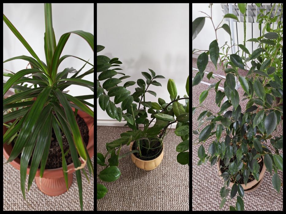 Комнатные растения