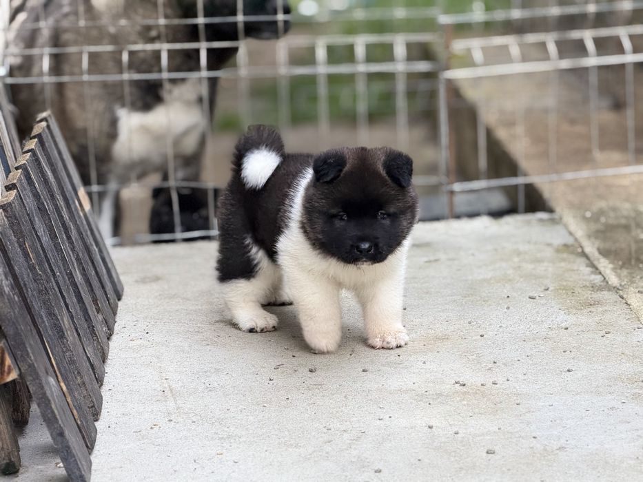 Akita American Mascul Pedigree Tip A Parinti Campioni