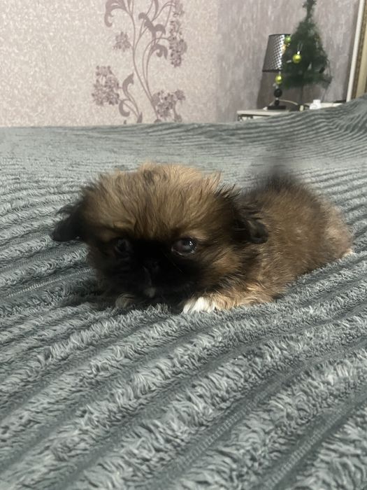 Продам щенки пекинеса