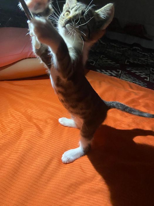Кошка девочка 3 месяца