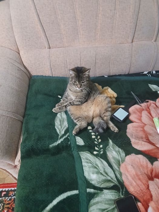 Кошечка в добрые руки