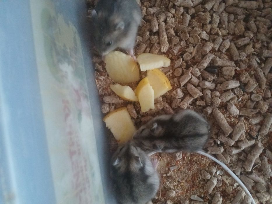 Хомечки джунгарики