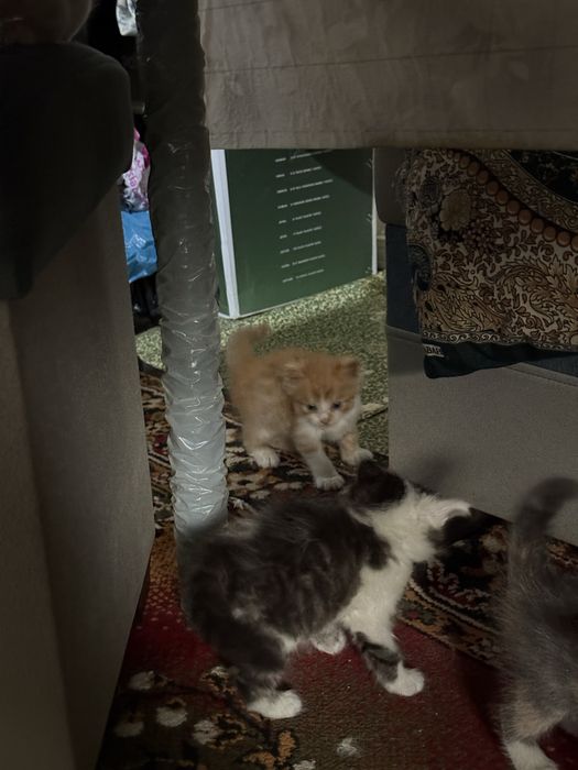 Скоттиш страигхт+турецкий ван