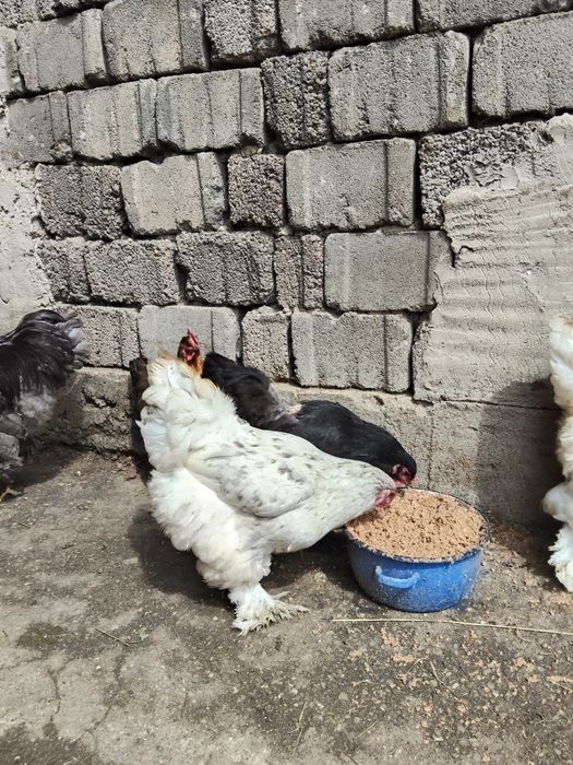 De vânzare 4 găini și 1 cocos brahma