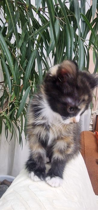 Тарехцветная девочка для любящих хозяев