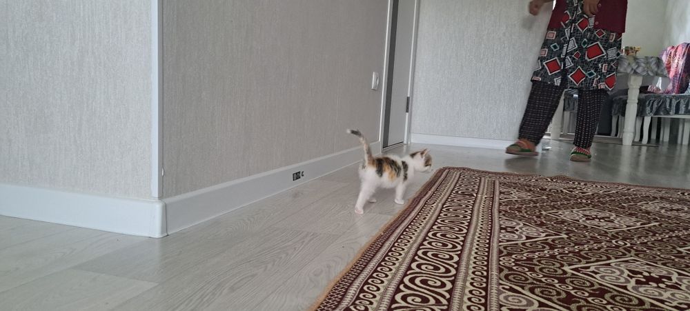 Отдадим в хорошие руки котенка