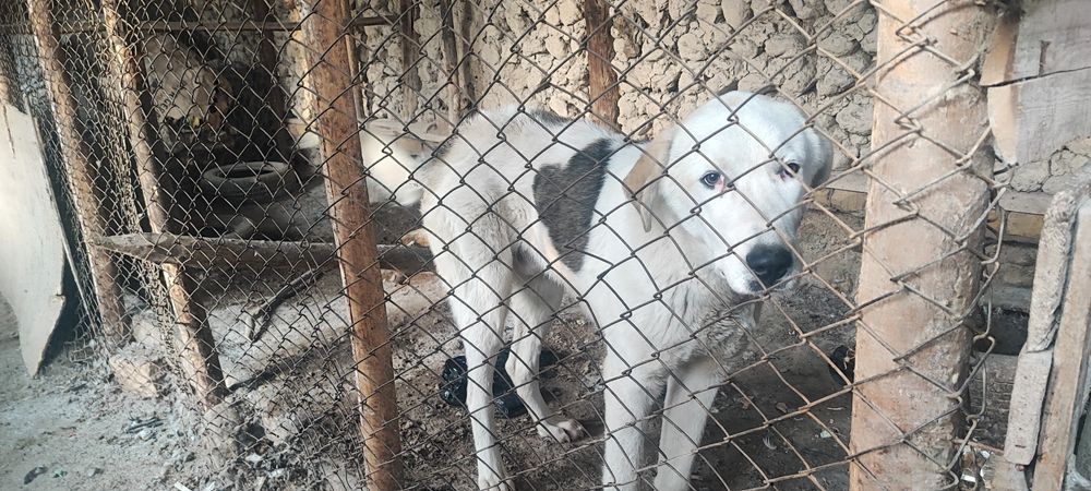 Катта зотли ит сотилади