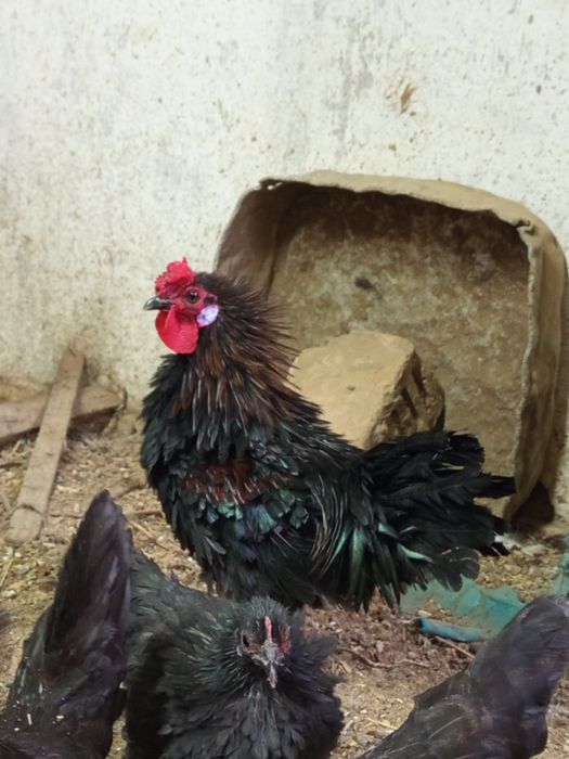 Бентамки карликовые