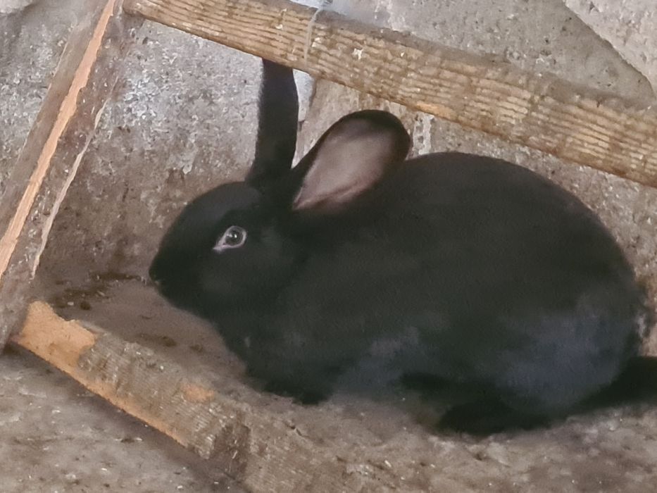 Vând doi iepuri uriaș german