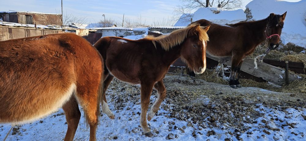 Продаются лошади