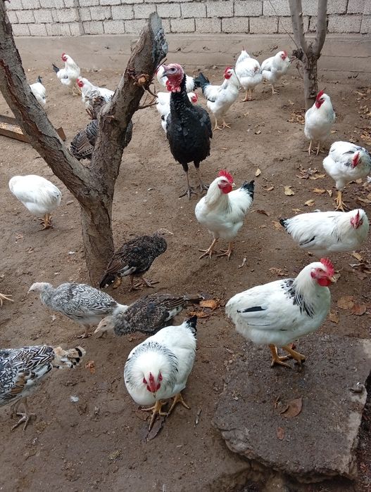 Петухи Адлер пароды