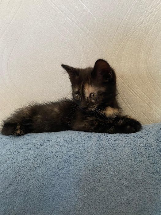 Котята ищут добрые руки