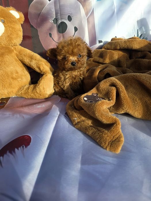 Резервирано !Пудел тийкъп момче