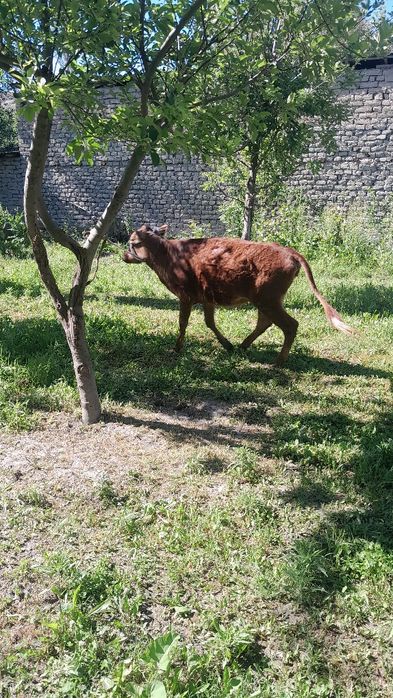 Gibrit gunojin sotladi eston paroda