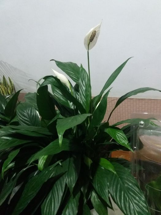 Продается комнатные цветы