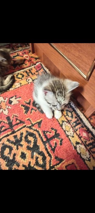 Котята все  девочки