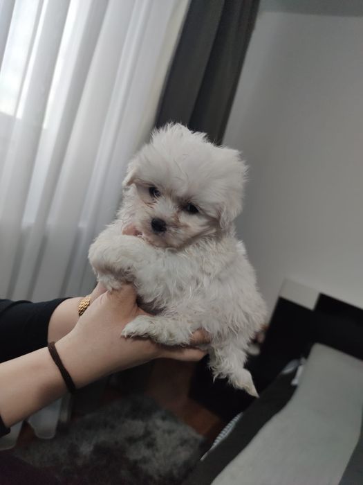 Bichon maltesse talie mică